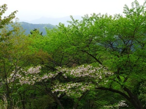 一丁平ではまだ山桜が咲いていた