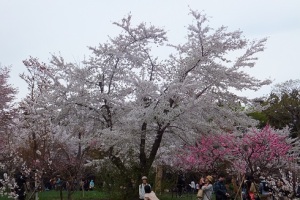 桜も梅も（２）